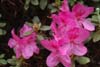 calostrotum ssp calostrotum-1
